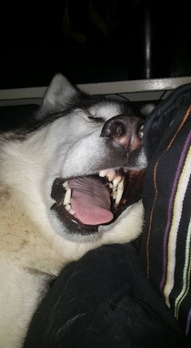 My Husky fell asleep like this tonight Dont worry we checked and she is still breathing