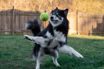 My husky going for his ball