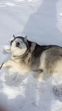 My husky made the perfect face when I ask him to come inside