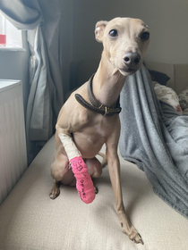 My iggy got his cast signed by all his mates