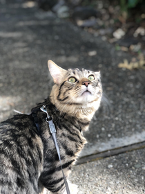 My indoor cat going outside for the first time