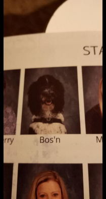 My kids elementary school put the therapy dog in with the staff love it but also hilarious