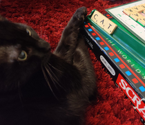 My kitten playing Scrabble