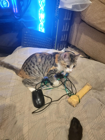 My kitty caught a mouse