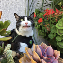 My kitty Ivan has a thing for eating grass