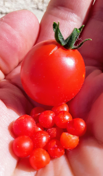 My latest garden haul