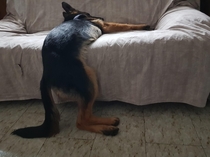 My lazy german shepherd