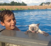 My little brother put our cat in the pool He wasnt a fan