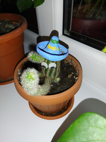My little cactus
