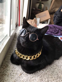 My little sister bought accessories for her cat This is the result Thug Lyfe
