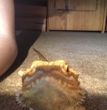 my lizard looks like the teacher made her turn her camera on