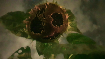 My mate took a picture of his dying sunflower and caught a Tim Burton still