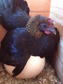 My mini chicken will sit on anything you give herother hens eggs rocks golf balls even an ostrich egg