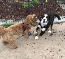 My mini golden doodle playing with his new puppy friend