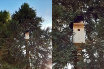 My mom bought a birdhouse for starlings