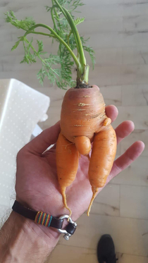 My mom found a naughty carrot in her harvest and asked me to put it on social media so heres the naughty carrot