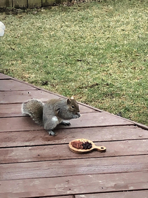 My mom made a charcuterie board for the squirrels