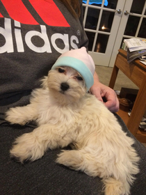 My mom put a baby hat on our dog She doesnt look too thrilled