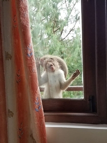 My mom said that a monkey was sitting outside her window and kept licking it I found it hard to believe She then sent me this gem