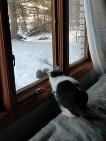 My mom started putting birdseed on the window sills of her house