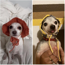 My moms attempt at a hat for our dog