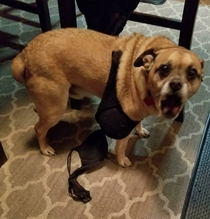 My moms dog wandered into the kitchen with her bra around his neck