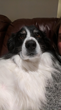 My mother-in-laws dog looks like an old person taking a selfie