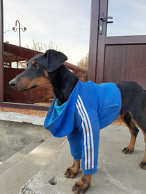My mother sent me pic of her puppy Yes we are slavs