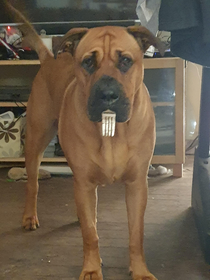 My name is Saff I like to steal I took a fork Left from your meal Am only pup And am still young But do not trust I has forked tongue