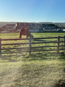 My nan is going to her campsite with my grandad and she passed a field with a camel in it This is in Yorkshire England Near Barnard Castle 