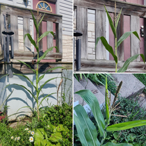 My neighbor feeds the squirrels corn I guess one of them decided I also needed corn