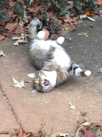 My neighbor found our cat while they were raking their leaves And this is the face he gave them for a photo