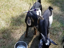 My neighbor has one goat that keeps getting his head stuck in the fence and cant figure out how to maneuver out of it This is his solution