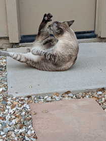 My neighbors cat likes to use my back yard to practice his breakdancing