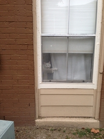 My neighbors cat pulled open the curtain to meow at me when I walked by
