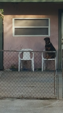 My neighbors dog loves to sit in these chairs all day long and people watch Shes like a little old lady