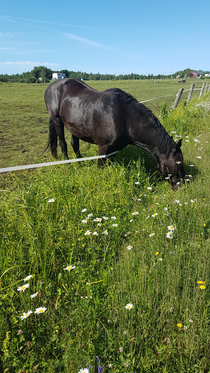 My neighbors horses are kept behind an electrified fence Apparently they didnt get the memo