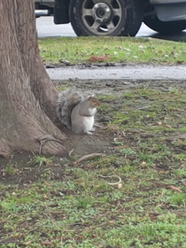 My neighbour feeds the squirrels