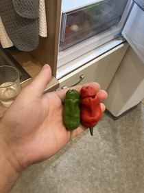 my neighbour showed me her new chilli harvest - its called Peter Pepper