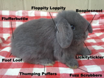 My new bunny doesnt have a name but these are what I call his little parts