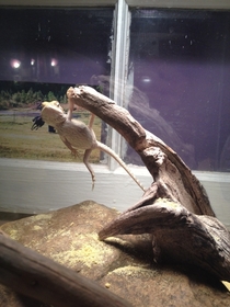 My new dragon just hanging out