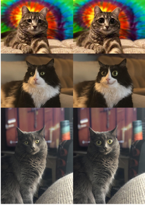 My new favorite thing is photoshopping my cats