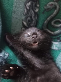 My new kitten sleeps like the dead No seriously I checked for breathing before taking the picture