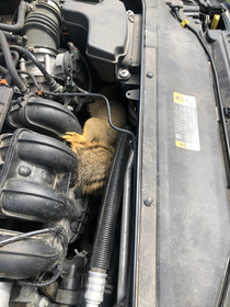 My new mechanic is a bit nutty
