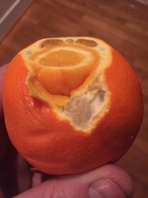 my Orange is Pregnant