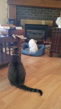 My parents dog is terrified of the cat because it knows it is in his bed He is going out of his way to avoid eye contact