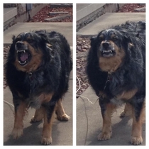 My parents dog looks like Cujo when she smiles