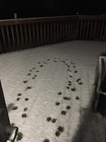 My parents dog really doesnt like snow