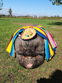 My parents friends dressed their pet pig up for Cinco de Mayo