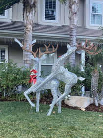My parents just bought new reindeer to put outside on the lawn This is how we woke up to them